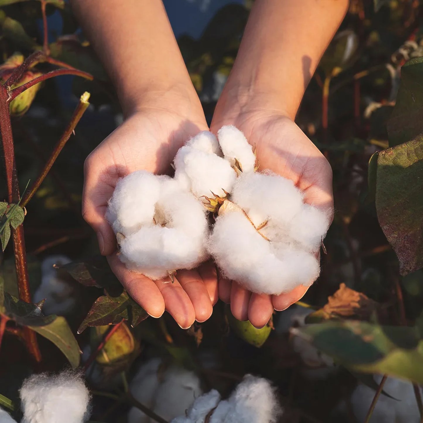 Hands holding raw organic cotton used for Modugreen Baby breathable muslin crib sheets in a natural field setting.