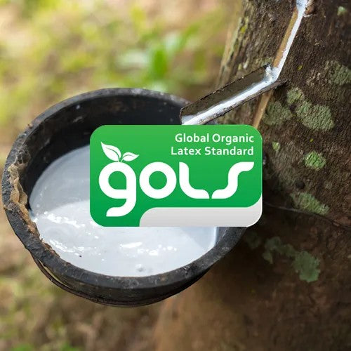 Modugreen Baby GOLS certified organic latex sap being collected from a rubber tree for non-toxic mattress materials.