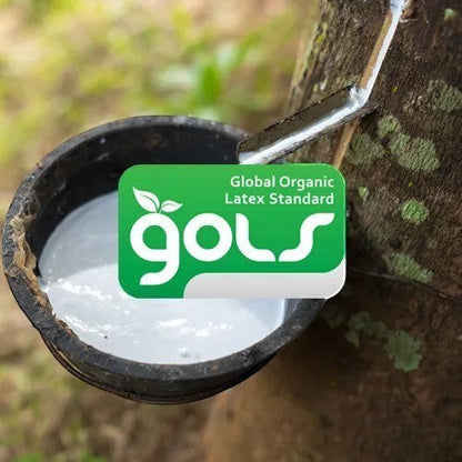 Modugreen Baby GOLS certified organic latex being harvested from a rubber tree for non-toxic mattress materials.
